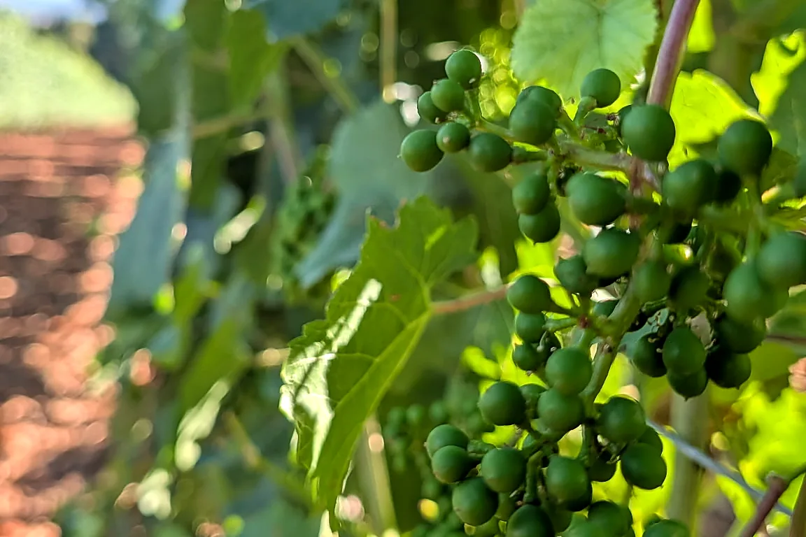 Green grape cluster on the vine in an Oregon vineyard — multi-AVA wine tour itinerary