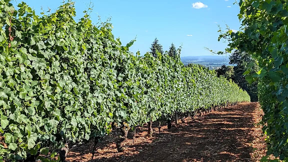 Rows of vines on a sunny Oregon hillside vineyard — planning a chauffeured wine tour